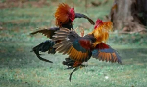 Đá Gà GA28 Tại MMLive