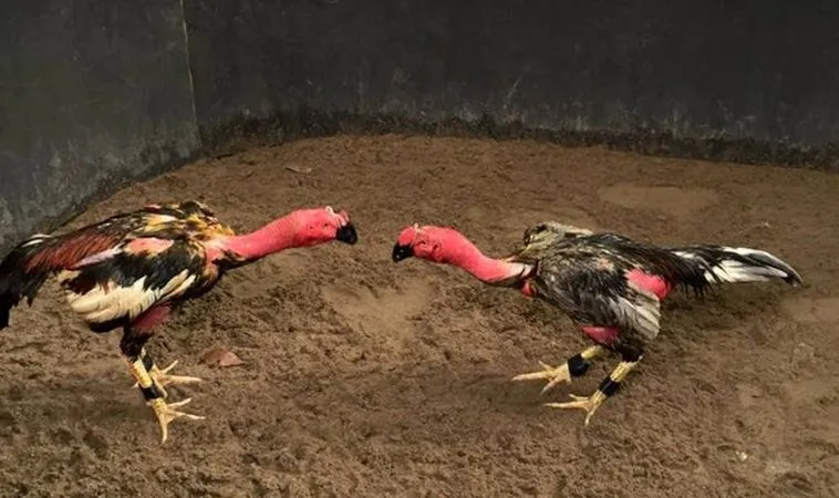 Đá Gà Sabong MMLive